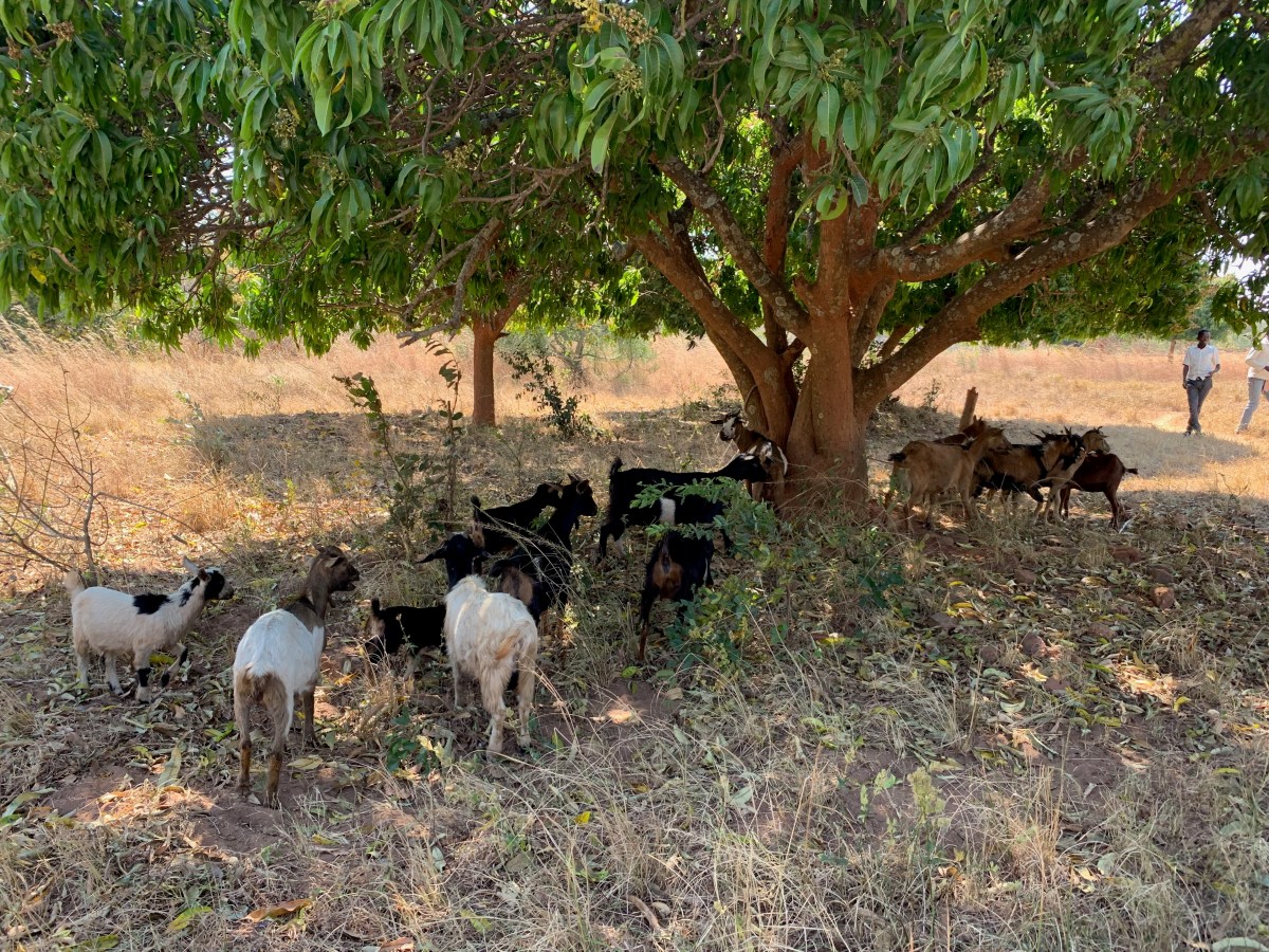 Sustainable Entrepreneurship in Action – Fifty&nbsp;Goats