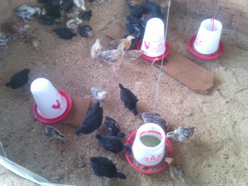 Village Chickens to create sustainable entreprenurial activities for rural Zambian&nbsp;villages